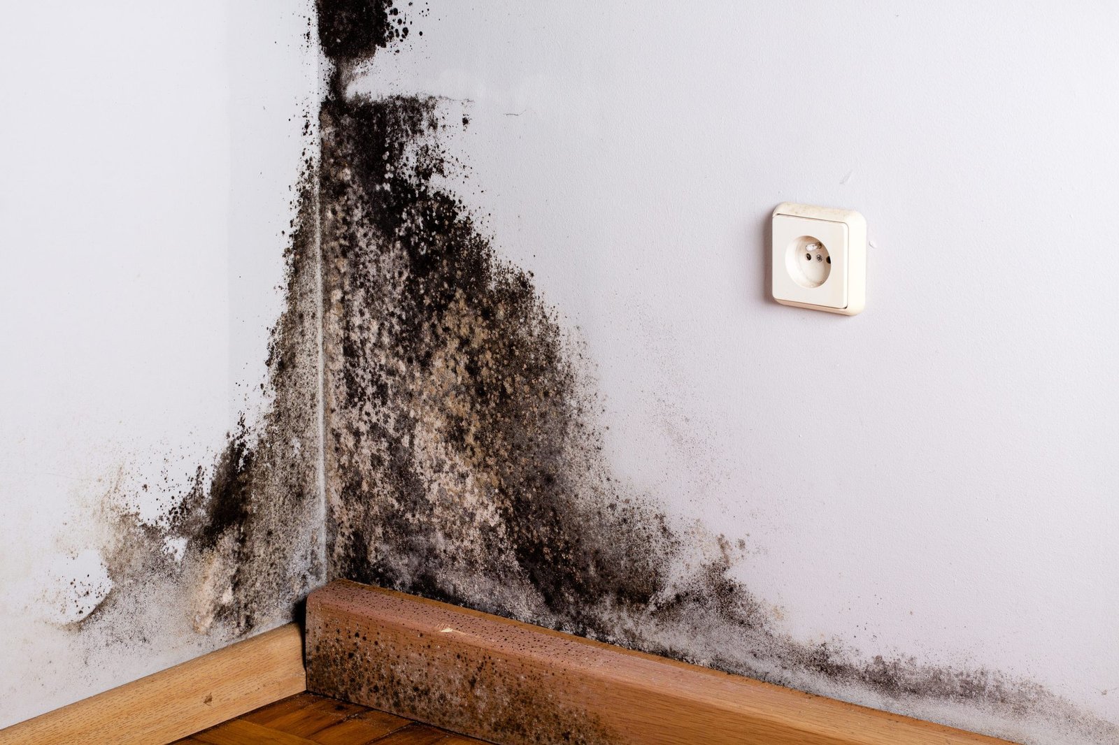 Preparing Your Home for a Mold Inspection: A Practical Homeowner’s Guide